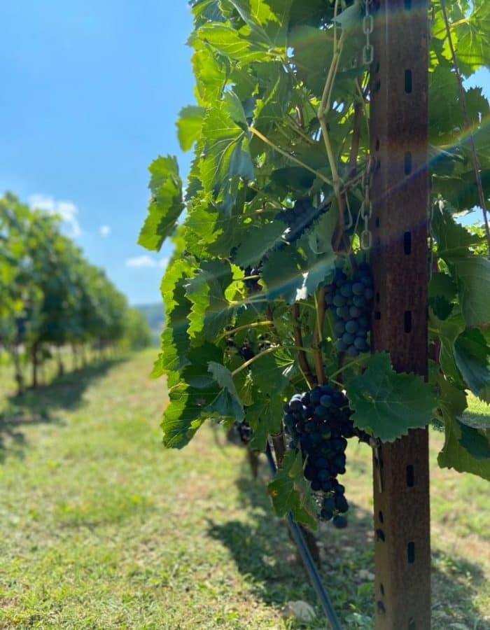 WhatsApp Image 2020-11-02 at 18.47.33