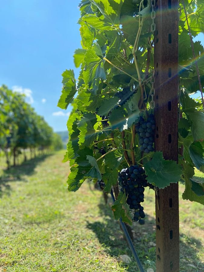 WhatsApp Image 2020-11-02 at 18.47.33